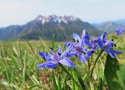 19 Scilla bifolia (Scilla silvestre) con vista in Alben